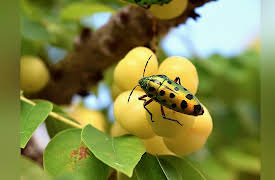 The Science of Gardening: Integrated Pest Management