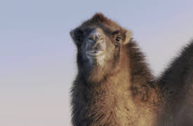 Wildest Survival: 4. Isverdener