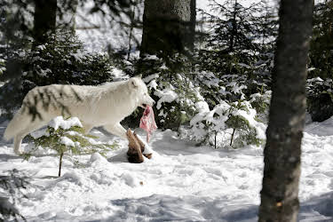 05:28: Winter im Wildpark Mautern | 3SAT | 3/30 2026