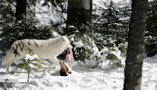 Winter im Wildpark Mautern