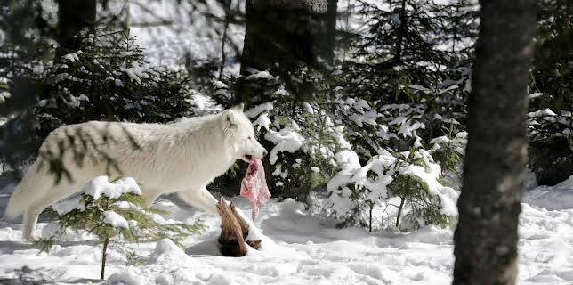 06:05: Winter im Wildpark Mautern | 3SAT | 12/3 2025