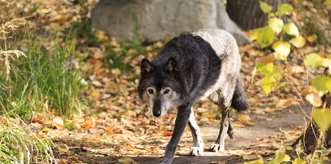 04:30: I Was Prey (S3 E7) (S3) | Animal Planet | 11/25 2025