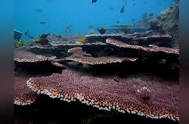 The Best of World's Greatest: Season 1: Coral Islands