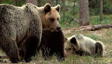 Wildes Baltikum (2/2)