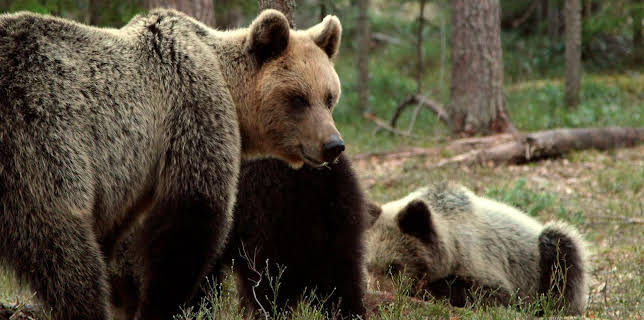 21:00: Wildes Baltikum (2/2) | RBB Fernsehen | 11/2 2025