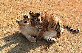 Usannsynlige dyrevenner: All in the Family