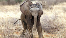 This Wild Life