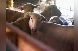 Pitchin' In: Lamb