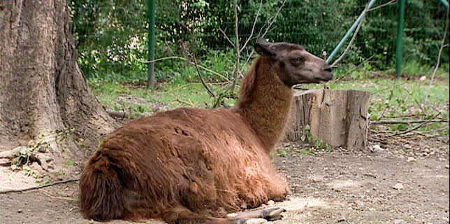 03:05: Elefant, Tiger & Co. (541) | MDR Fernsehen | 3/3 2026