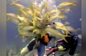 America's Funniest Home Videos Collection 1: Weiner Dogs and Old Fogeys