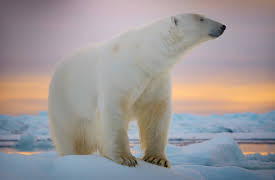 Big Beasts: The Polar Bear