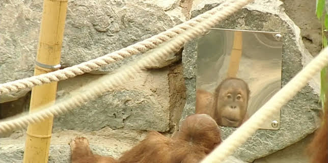 11:40: Leopard, Seebär & Co. | Radio Bremen | 2/18 2026