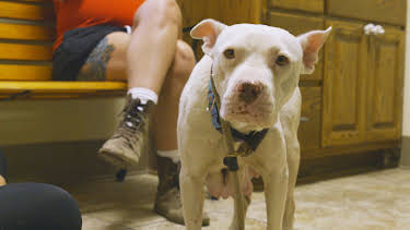 15:00: Pit Bulls & Parolees (S9 E2) (S9) | Animal Planet | 5/23 2026