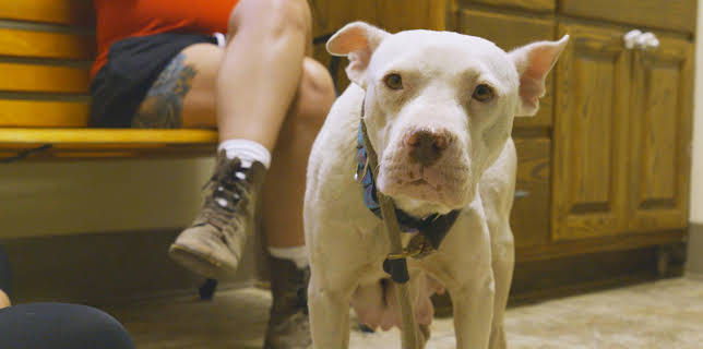 15:00: Pit Bulls & Parolees (S9 E2) (S9) | Animal Planet | 1/17 2026