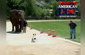 Greatest American Dog Season 1: My Dog Can Fly!