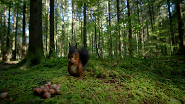 02:50: Unsere Wälder (2/3) | 3SAT | 4/27 2026