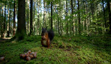 Unsere Wälder