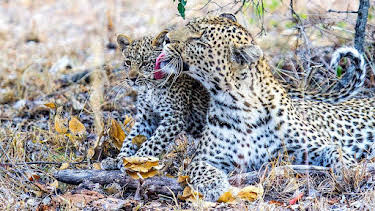 16:20: Grandes Documentales El Juego De Tronos De Los Leopardos | LA 2 | 8/17 2026