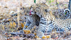 Documental El Juego De Tronos De Los Leopardos