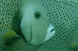 The Trials of Life: Courting