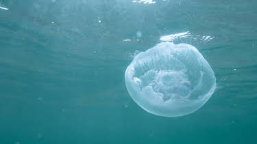 10:30 PM: Cuantan Caochlaideach/Seas in Motion (S1) | BBC Alba | 4/1 2026