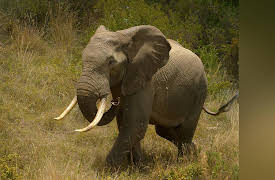Kenya Wildlife Diaries: Haven of the Giants