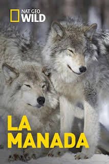19:50: La manada: Leones | Nat Geo Wild | 2/15 2026