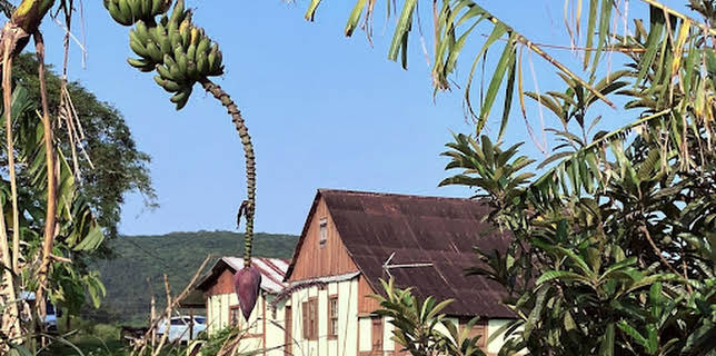 04:35: Hunsrück unter Palmen - auf der Spur der Auswanderer in Brasilien | SWR Fernsehen RP | 1/18 2026