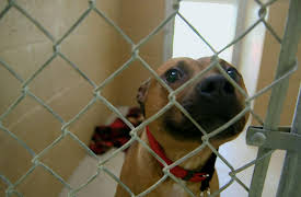 Dog Tales Rescue: Overlooked