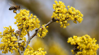 10:00: Schnittgut. Alles aus dem Garten | ARD Alpha | 3/26 2026
