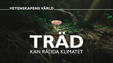 20:00: Vetenskapens värld: Träd kan rädda klimatet | SVT2 | 8/3 2026