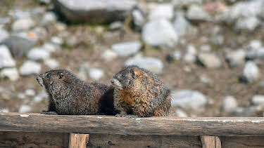 02:25: Die sozialen Netzwerke der Tiere (1/5) | Arte | 3/31 2026