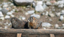 Die sozialen Netzwerke der Tiere (1/5)