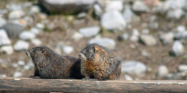 18:35: Die sozialen Netzwerke der Tiere (1/5) | Arte | 3/24 2026