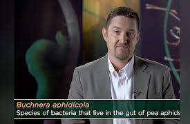 Why Insects Matter: Earth’s Most Essential Species: Insect Herbivores