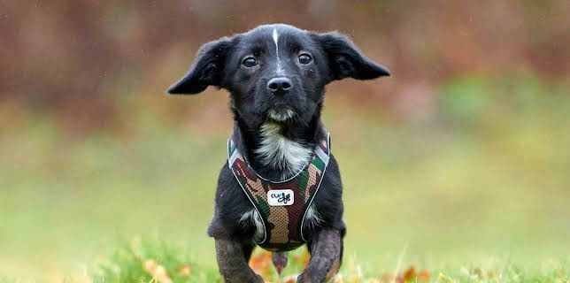 06:50: Tiere suchen ein Zuhause | WDR Fernsehen | 3/2 2026