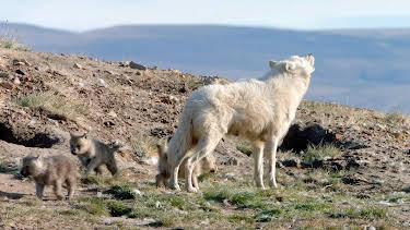 22:00: Expeditionen ins Tierreich | Radio Bremen | 1/7 2026