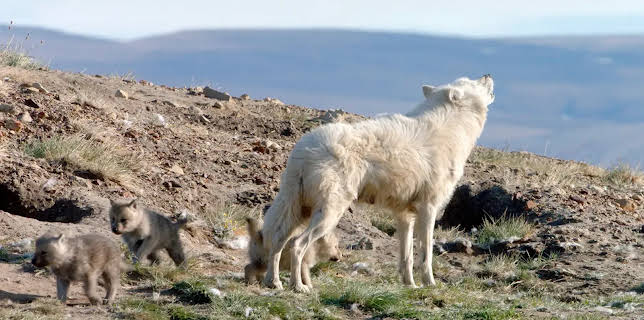 21:00: Expeditionen ins Tierreich | NDR Fernsehen | 1/7 2026