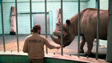 06:30: Giraffe, Erdmännchen & Co. (175) | BR Fernsehen | 6/26 2026