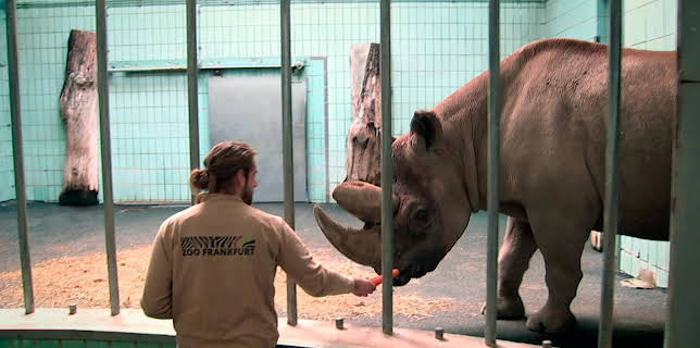 05:50: Giraffe, Erdmännchen & Co. (175) | HR Fernsehen | 2/17 2026