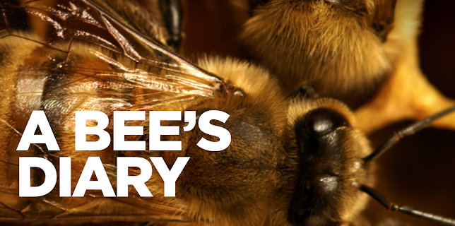 A Bee's Diary (2022)