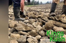 Kings of Kush: This Farm Grows Rocks