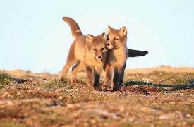 72 Cutest Animals: Tall Tails
