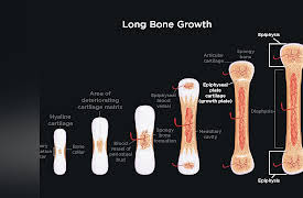 How We Move: The Gross Anatomy of Motion: Bones as the Body’s Framework of Movement