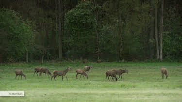 11:55: NaturNah: Der alte Förster und das wilde Borstenvieh | NDR Fernsehen | 10/14 2026