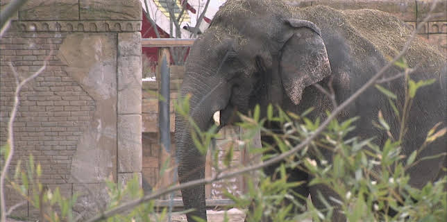 03:05: Elefant, Tiger & Co. (542) | MDR Fernsehen | 3/4 2026