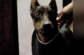 The Haunted Season 1: Murder at the Black Horse