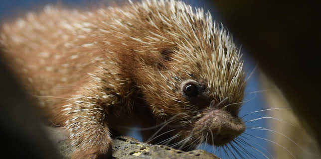 05:50: Giraffe, Erdmännchen & Co. | HR Fernsehen | 2/9 2026