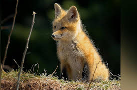 Wild Wild East: Seasons