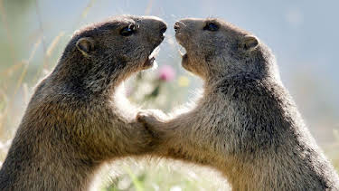 03:15: Wilder Frühling - Tierische Liebe zwischen Oberrhein und Zugspitze | SR Fernsehen | 3/30 2026